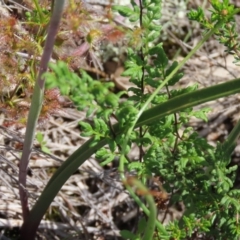 Thelymitra pauciflora at Theodore, ACT - 23 Oct 2020