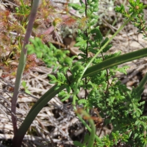 Thelymitra pauciflora at Theodore, ACT - suppressed