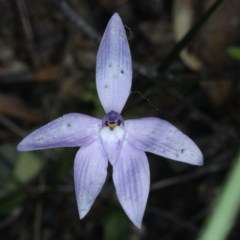 Glossodia major (Wax Lip Orchid) at Downer, ACT - 22 Oct 2020 by jb2602