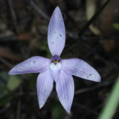 Glossodia major (Wax Lip Orchid) at Black Mountain - 22 Oct 2020 by jb2602