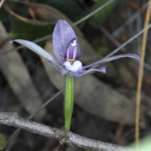 Glossodia major at Downer, ACT - suppressed