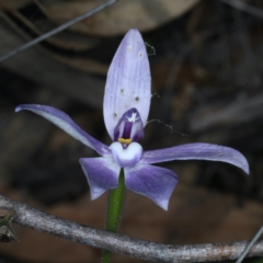 Glossodia major at Downer, ACT - suppressed