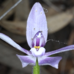 Glossodia major at Downer, ACT - suppressed