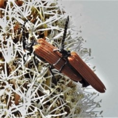 Porrostoma rhipidium (Long-nosed Lycid (Net-winged) beetle) at Coree, ACT - 23 Oct 2020 by JohnBundock