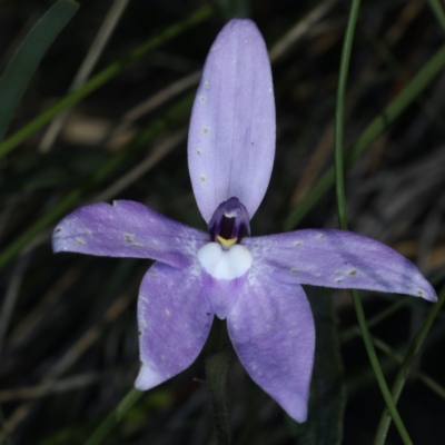 Glossodia major (Wax Lip Orchid) at Black Mountain - 22 Oct 2020 by jb2602