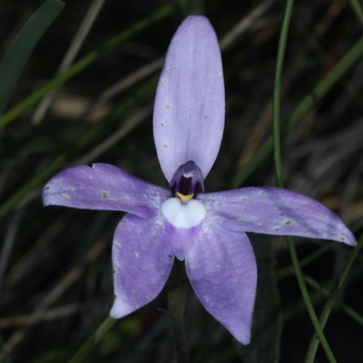 Glossodia major (Wax Lip Orchid) at Downer, ACT - 22 Oct 2020 by jb2602