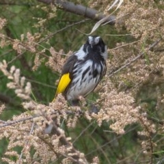 Phylidonyris niger X novaehollandiae (Hybrid) (White-cheeked X New Holland Honeyeater (Hybrid)) at Jerrabomberra Wetlands - 23 Oct 2020 by rawshorty