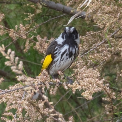 Phylidonyris niger X novaehollandiae (Hybrid) (White-cheeked X New Holland Honeyeater (Hybrid)) at Jerrabomberra Wetlands - 23 Oct 2020 by rawshorty