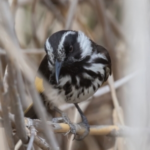 Phylidonyris niger X novaehollandiae (Hybrid) at Fyshwick, ACT - 23 Oct 2020