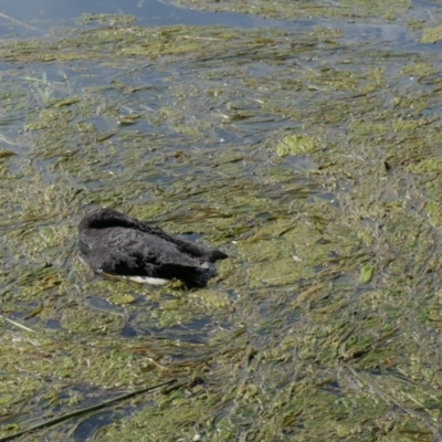 Cygnus atratus (Black Swan) at Yerrabi Pond - 21 Oct 2020 by TrishGungahlin