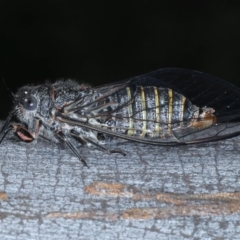 Atrapsalta furcilla at Downer, ACT - 22 Oct 2020