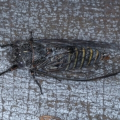 Atrapsalta furcilla at Downer, ACT - 22 Oct 2020