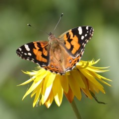 Vanessa kershawi (Australian Painted Lady) at Acton, ACT - 22 Oct 2020 by jb2602