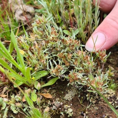 Gnaphalium indutum (Tiny Cudweed) at Throsby, ACT - 16 Oct 2020 by TympoEm