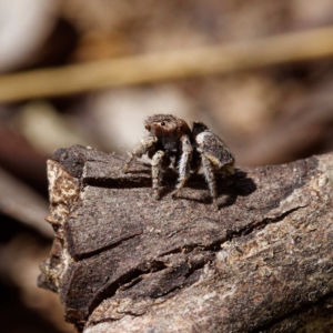 Maratus vespertilio at Fyshwick, ACT - 23 Oct 2020