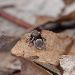 Maratus vespertilio at Fyshwick, ACT - 23 Oct 2020