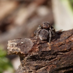 Maratus vespertilio at Fyshwick, ACT - 23 Oct 2020