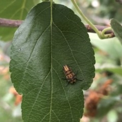 Unidentified Leafhopper or planthopper (Hemiptera, several families) at Berry, NSW - 22 Oct 2020 by Username279