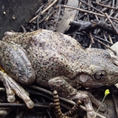 Litoria peronii at Bawley Point, NSW - 23 Oct 2020 03:14 PM