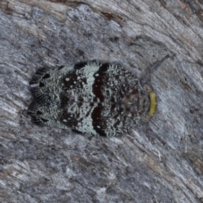 Platybrachys decemmacula (Green-faced gum hopper) at Black Mountain - 22 Oct 2020 by jb2602