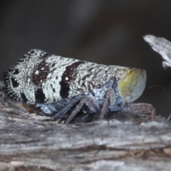 Platybrachys decemmacula at Downer, ACT - 22 Oct 2020