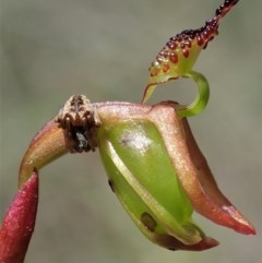 Caleana minor (Small Duck Orchid) at Aranda Bushland - 23 Oct 2020 by CathB