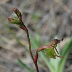 Caleana minor at Aranda, ACT - 23 Oct 2020