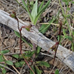 Caleana minor at Aranda, ACT - 23 Oct 2020