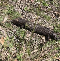 Tiliqua rugosa (Shingleback Lizard) at Campbell, ACT - 22 Oct 2020 by Rebeccaryanactgov