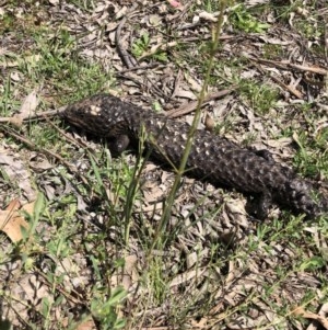 Tiliqua rugosa at Campbell, ACT - 23 Oct 2020