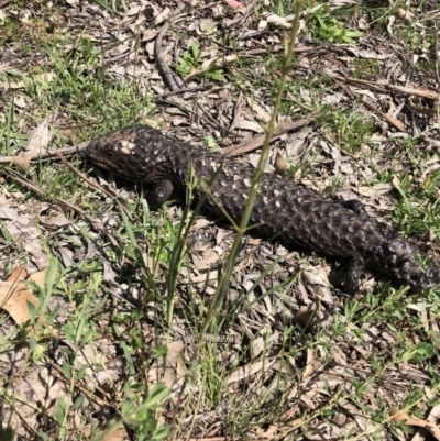 Tiliqua rugosa (Shingleback Lizard) at Campbell, ACT - 23 Oct 2020 by Rebeccaryanactgov