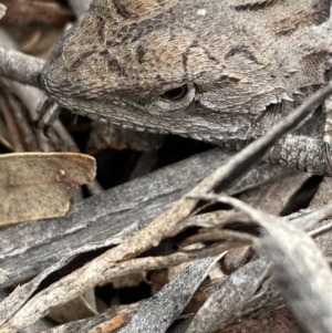 Amphibolurus muricatus at Burra, NSW - 22 Oct 2020