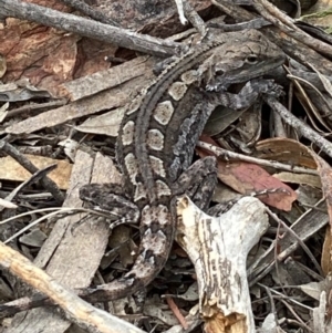 Amphibolurus muricatus at Burra, NSW - 22 Oct 2020
