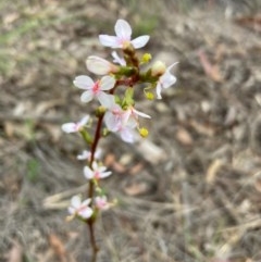 Stylidium graminifolium (grass triggerplant) at Burra, NSW - 22 Oct 2020 by Safarigirl