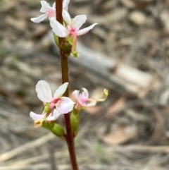 Stylidium graminifolium at Burra, NSW - 22 Oct 2020