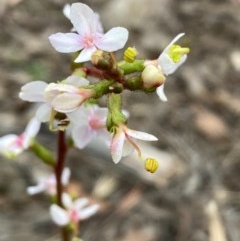 Stylidium graminifolium at Burra, NSW - 22 Oct 2020