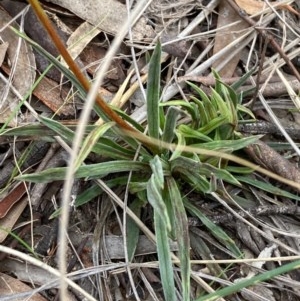 Stylidium graminifolium at Burra, NSW - 22 Oct 2020