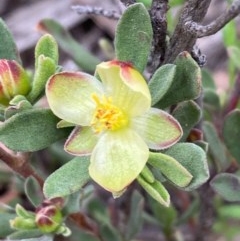 Hibbertia obtusifolia (Grey Guinea-flower) at QPRC LGA - 22 Oct 2020 by Safarigirl