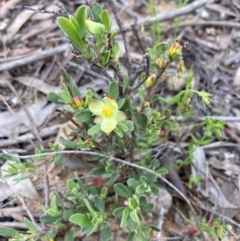 Hibbertia obtusifolia at Burra, NSW - 22 Oct 2020 07:51 PM