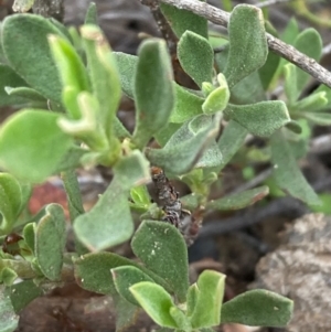 Hibbertia obtusifolia at Burra, NSW - 22 Oct 2020