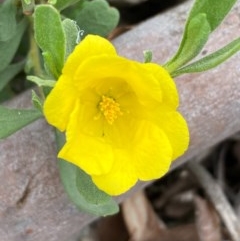 Hibbertia obtusifolia (Grey Guinea-flower) at QPRC LGA - 22 Oct 2020 by Safarigirl