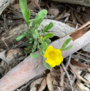 Hibbertia obtusifolia at Burra, NSW - 22 Oct 2020