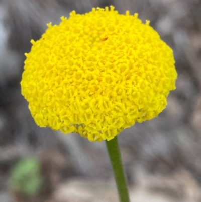 Craspedia variabilis (Common Billy Buttons) at Burra, NSW - 22 Oct 2020 by Safarigirl