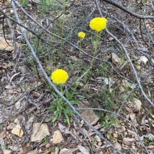 Craspedia variabilis at Burra, NSW - suppressed