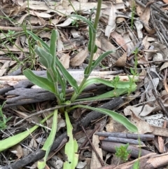 Craspedia variabilis at Burra, NSW - suppressed