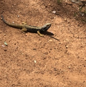 Pogona barbata at Campbell, ACT - suppressed