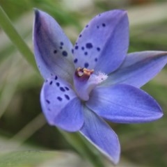 Thelymitra juncifolia (Dotted Sun Orchid) at Holt, ACT - 23 Oct 2020 by CathB