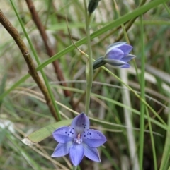 Thelymitra juncifolia at Holt, ACT - 23 Oct 2020