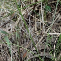 Thelymitra juncifolia at Holt, ACT - 23 Oct 2020