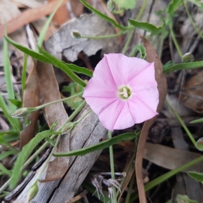 Convolvulus angustissimus subsp. angustissimus (Australian Bindweed) at Umbagong District Park - 23 Oct 2020 by tpreston